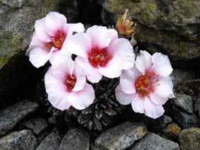 Saxifraga x megesaeaflora 'Karel Capek'